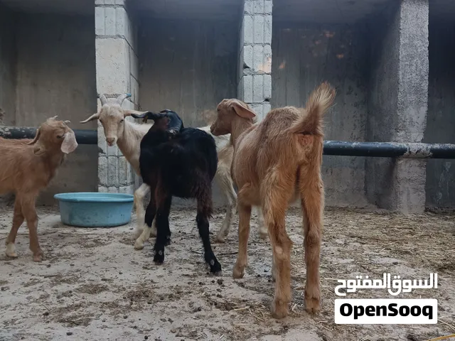 ثلاث سخلات وجدي البينو سلالت حليب اصلي