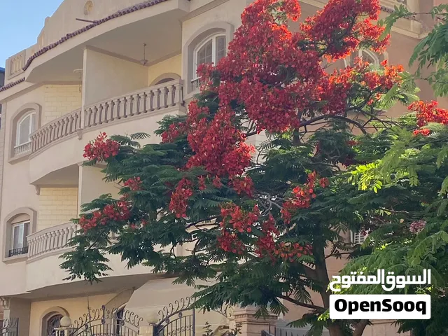60 m2 Studio Apartments for Rent in Cairo Fifth Settlement