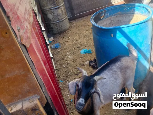 جدي البينو