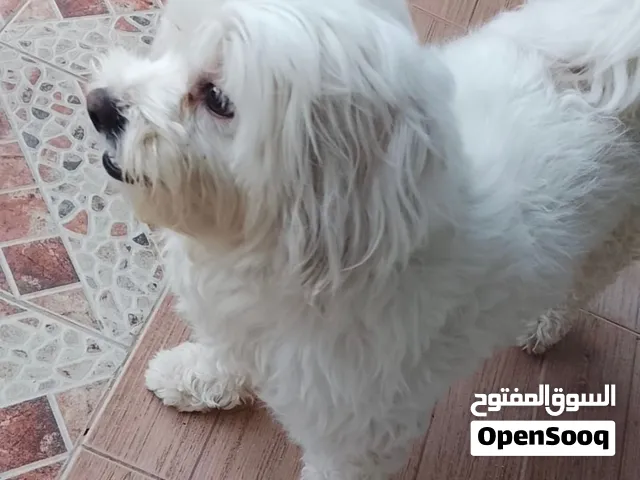 كلاب شيتو لتبني