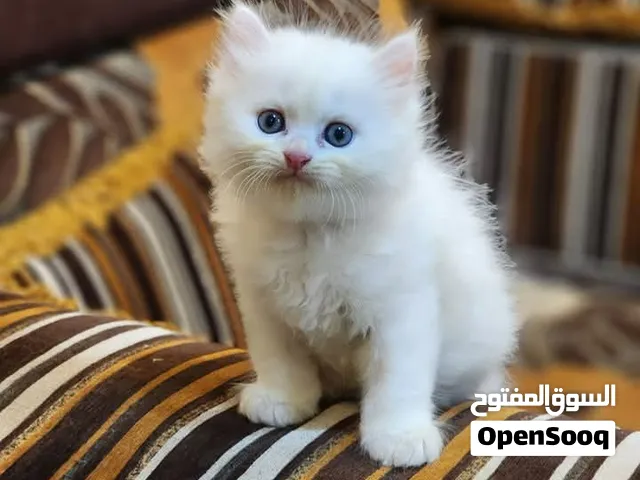 قطط شيرازي للبيع