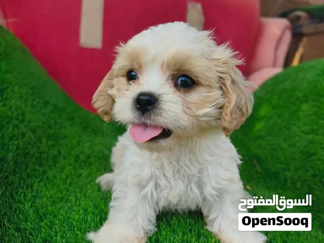 Toy Maltipoo