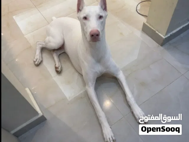 دوبر مان قابل لتفاوض
