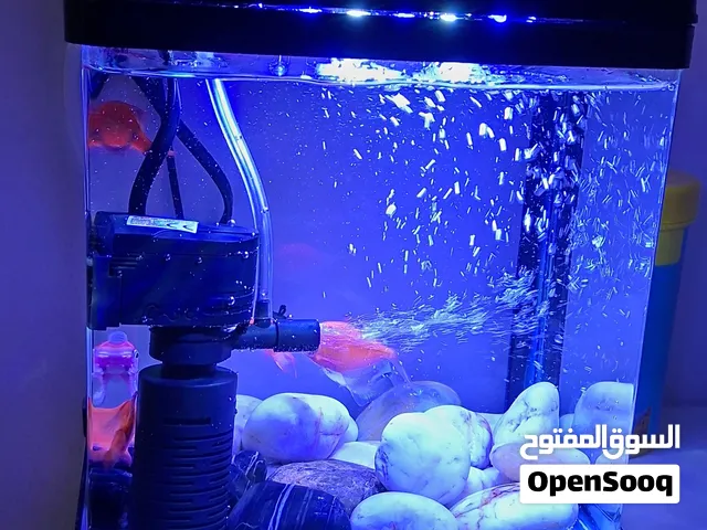 حوض سمك صغير كامل للبيع