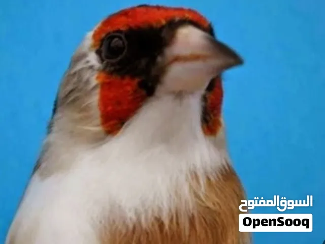حسون شيخ حجل 25