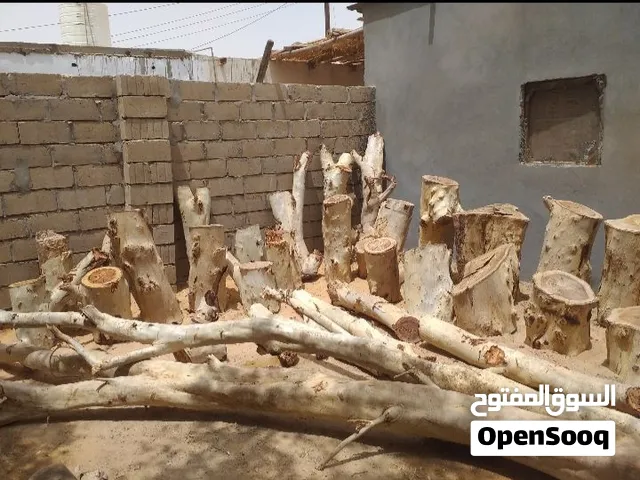 شجر سروال قطع