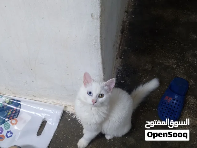 قط شيرازي مهجن مع هملايا بلون ابيض وعينين مختلفات وحده زرقه ووحده خضراء