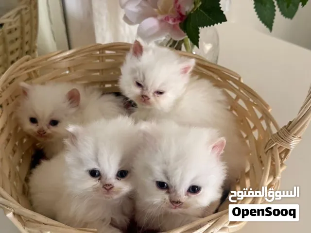 they were born on july 3