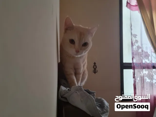 قط لتبني بصصفرر ريالل أخذ كل التطعيمات