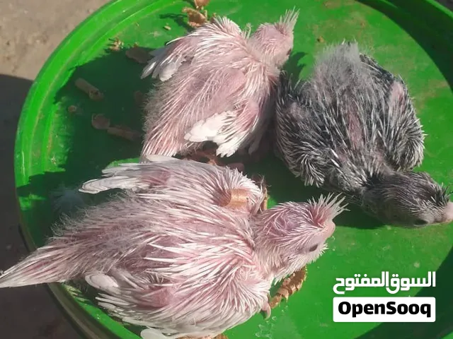 انتاج كوكتيل للترويض