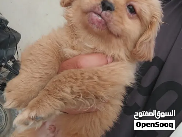 كلب ترير صغير مع كبير
