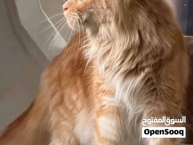 Maine Coons Polydactyl (6-7 toes)