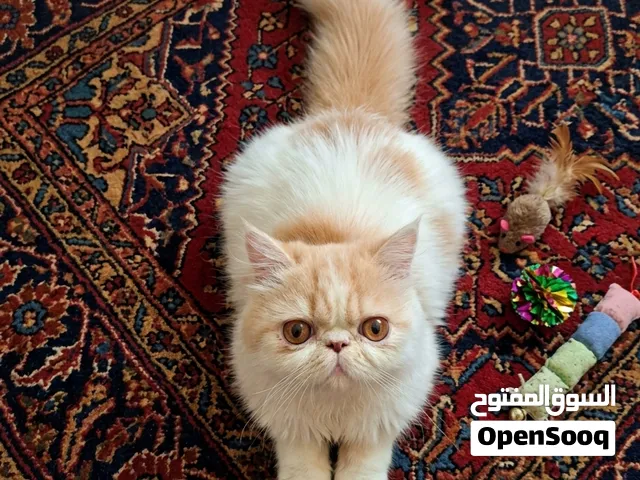 قطه بيرشن زرار توب أصول مسجله بنت ميشو وحفيدة بابسي إبن بينجو