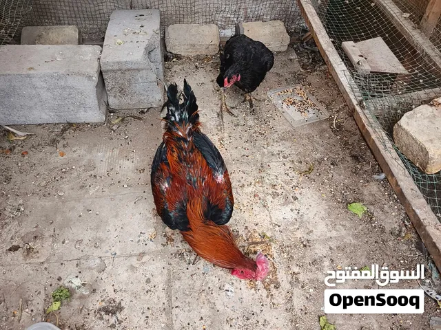 تمت اعادت نشرهن بسبب الوعود الكاذبه ديج ودجاجه هراتيات مكان البصره الجمعيات