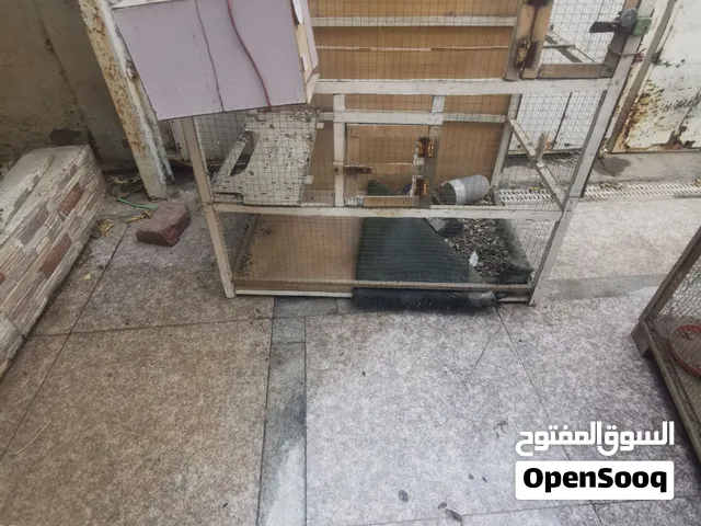 للبيع اقفاص دجاج العنوان البصره الجبيله