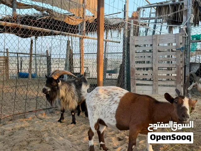 ماعز قزم مكس مطور زوج بصحه ممتازه