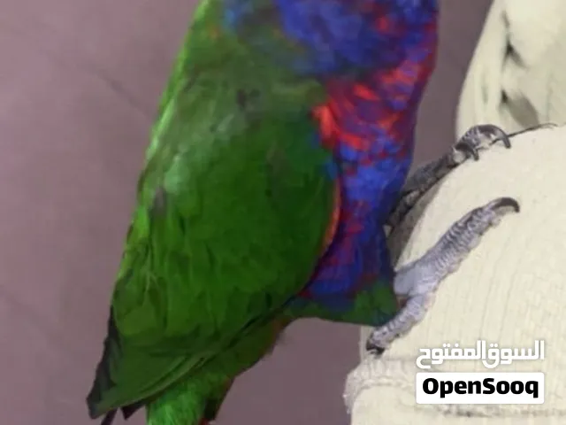 لوري هجين متكلم و اليف جدا
