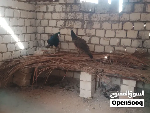 دجاجة وفروج. طاوؤس وفروج ديك رومي للبيع مكان ورشفانة الزهراء
