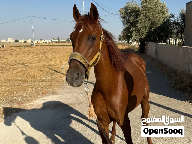 فرس للبيع للبيع