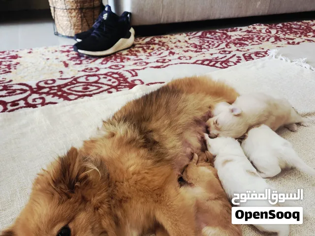 3 Male & 1 Female Kokoni × German Spitz Mix Puppies – 3 Months Old!
