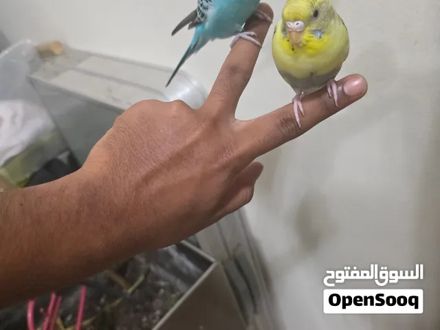Hand tamed birds for sale