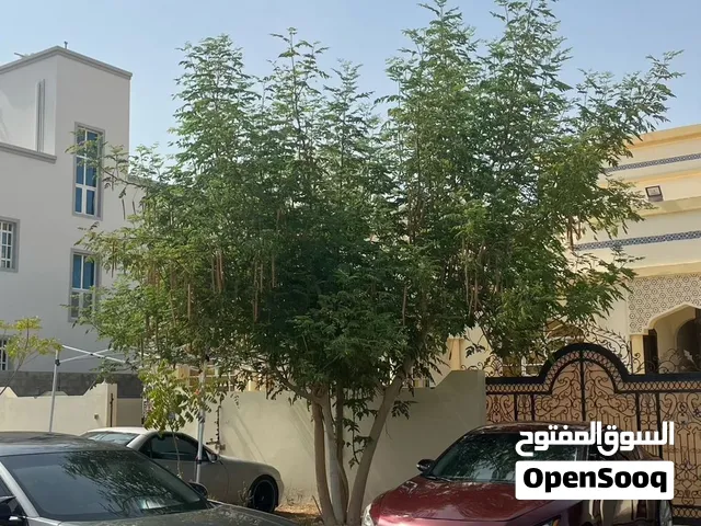 نيسان مكسيما