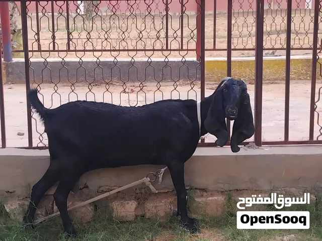 معز لبيع ربي يبارك