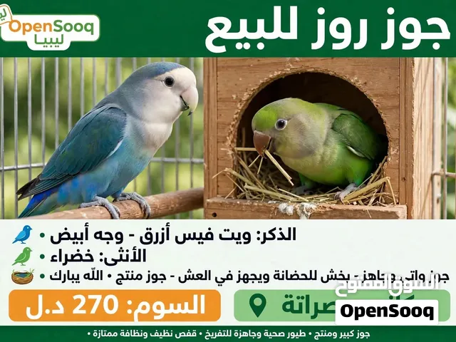 جوز روز للبيع