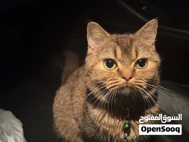 سكوتش فولد