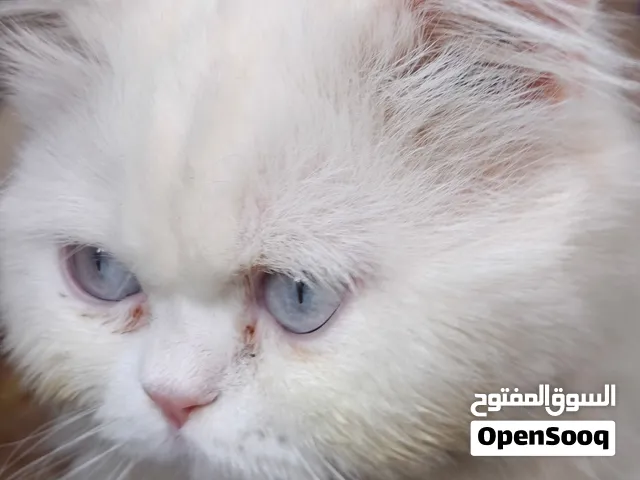 قط للتبني شوف الوصف