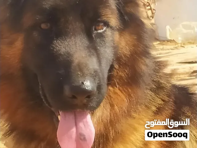 انثي لنق هير ليبع