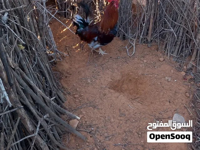 ديك عربي للبيع
