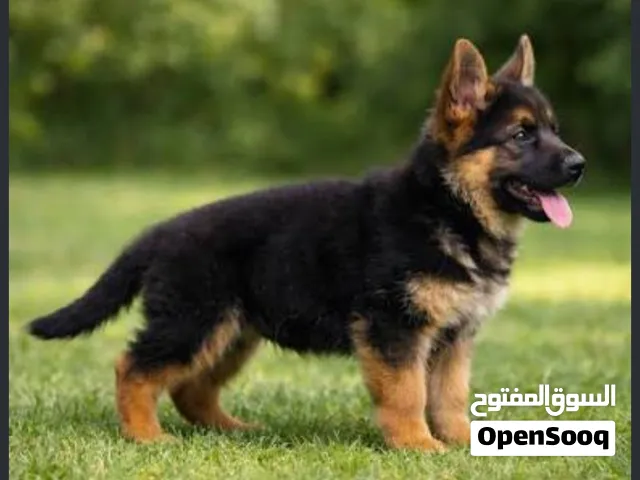 مطلوب كلب جيرمن شيبرد working line جروالى عمر 3 او 4 اشهر