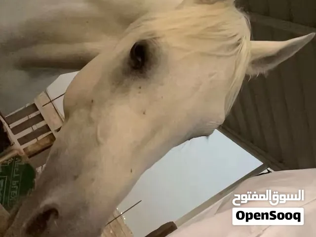 حصان للبيع