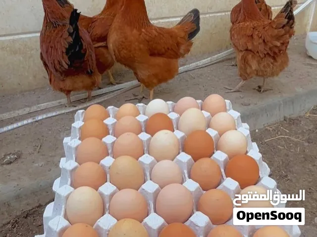 السلام عليكم  للبيع بيض مخصب فرنسي كولمبي ابيض واحمر وكوشن