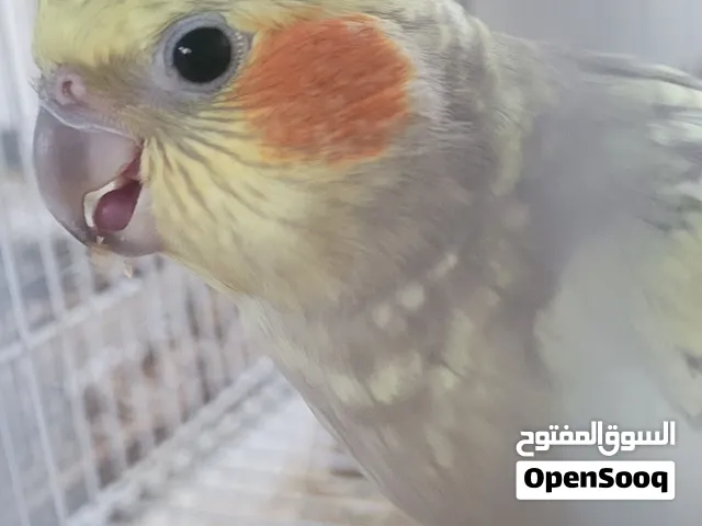 طيور كوكتيل