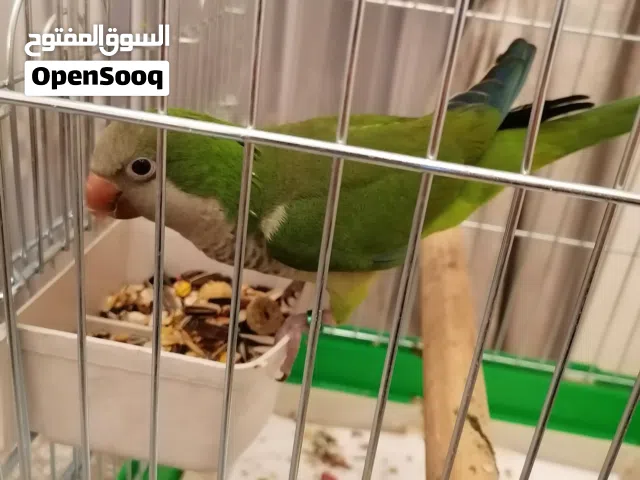ببغاء كويكر