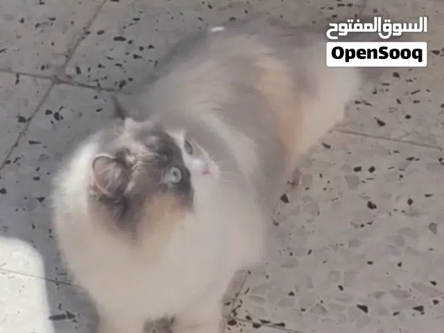 قطط مستواه عالي