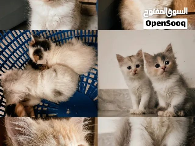 قطط كيتينز عمر شهر في أبوظبي