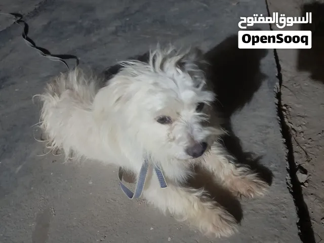كلبة مالتيز