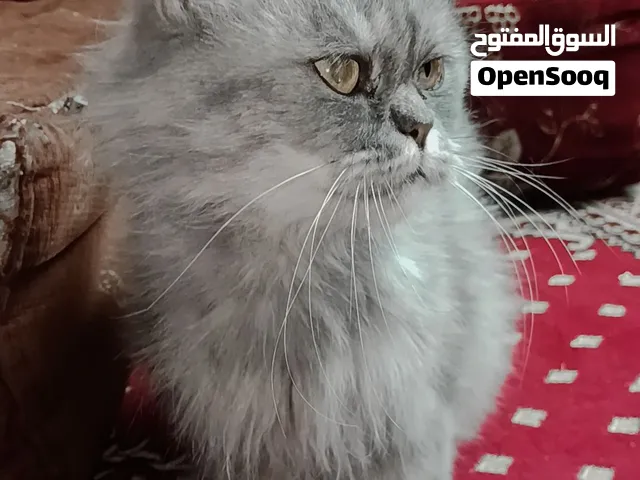 قط شيرازي للبيع