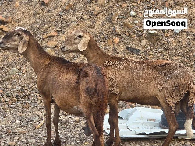 جعد سودانيات اصل عشار