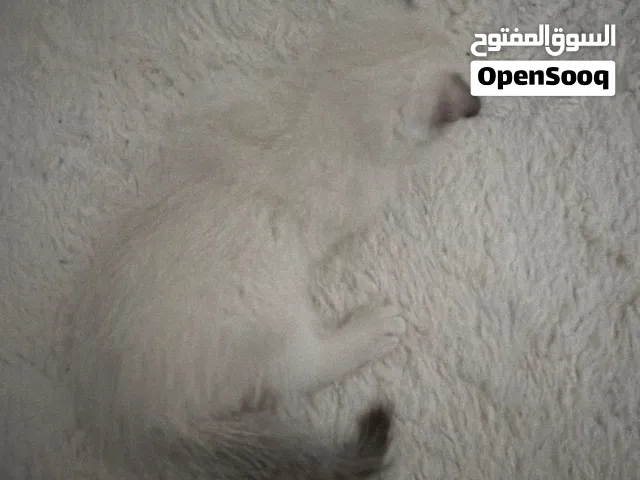 قط ذكر ابيض ورمادي