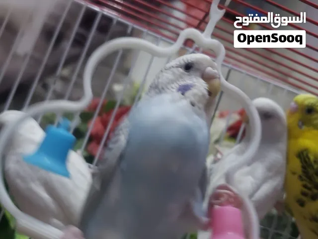 بيان مهم من زعيم البادجي