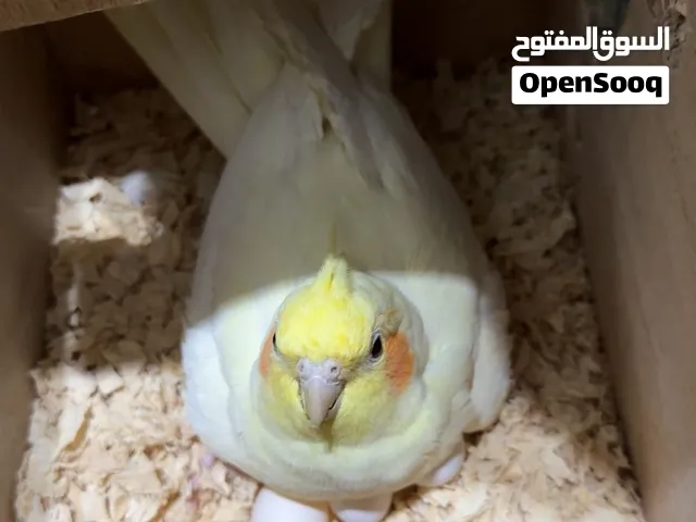 زوج كروان منتجه