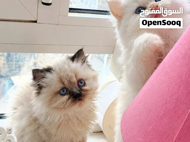 اندر واجمل قطتين لدينا بلمحل من اجمل الانواع واندرها ووتميز بلعيون الجميله والون الاندر