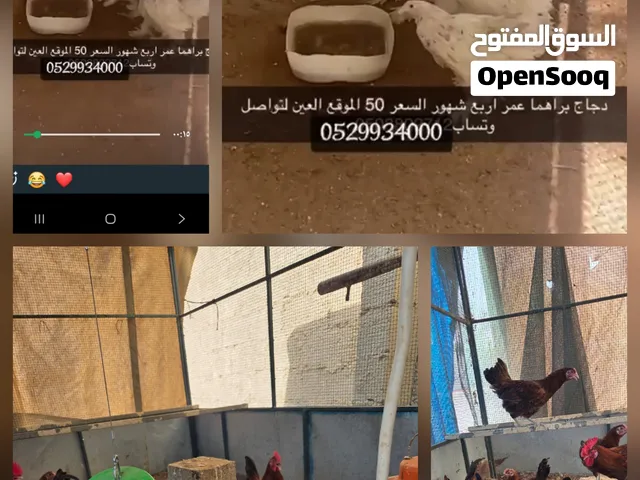 دجاج الفرنسي الاحمر + ديوك كبيرة