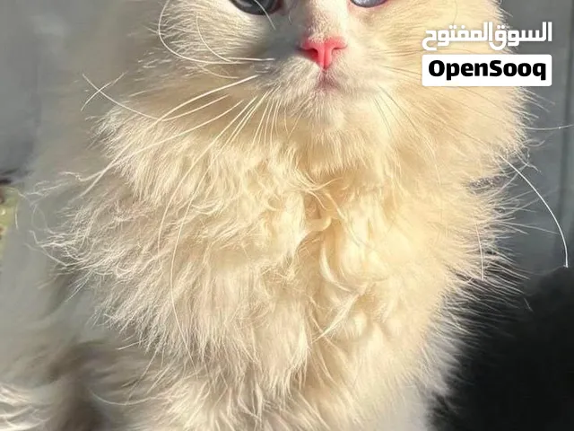 قط شيرازي للبيع