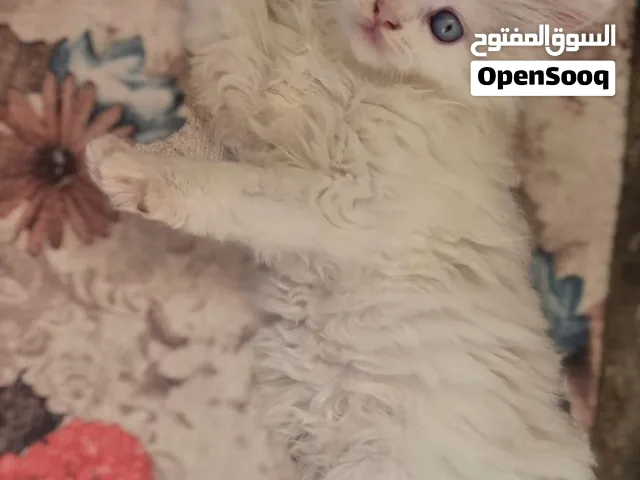 قط راغدول بيور عمر شهرين