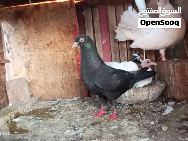 قص دكر هزاز والنتايه انجليزيه ومعاهم عيالهم كبار